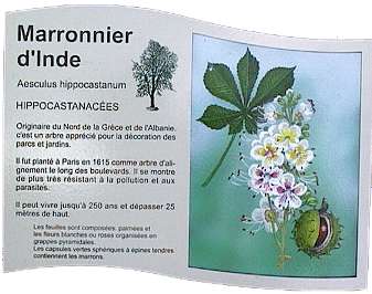 marronnier.jpg (17242 octets)
